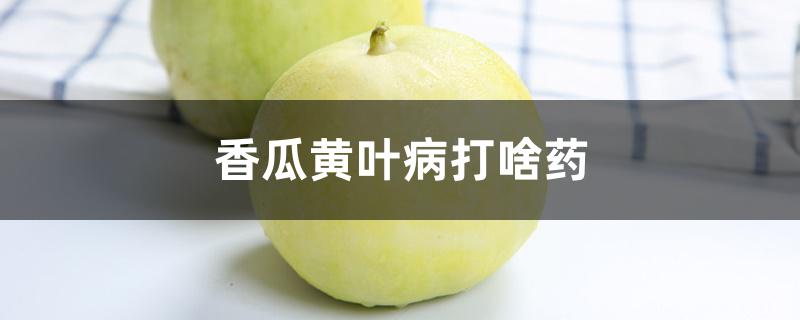 香瓜黄叶病打啥药 香瓜黄叶病打啥药