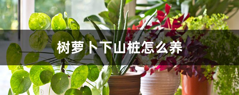 树萝卜下山桩怎么养 树萝卜下山桩怎么养
