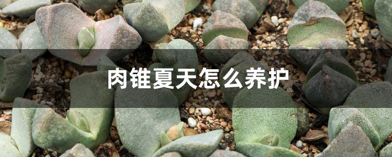 肉锥夏天怎么养护 肉锥夏天怎么养护
