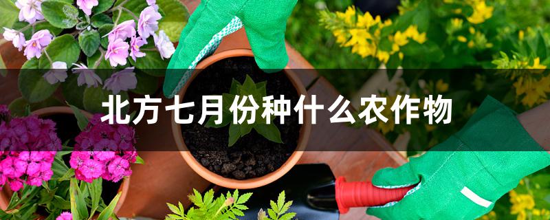 北方七月份种什么农作物 北方七月份种什么农作物