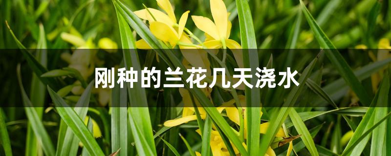 刚种的兰花几天浇水