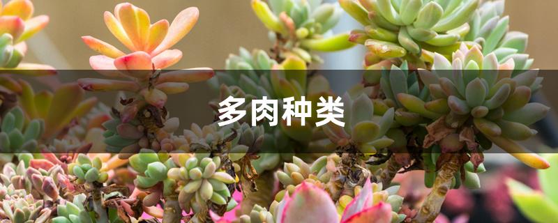 多肉种类
