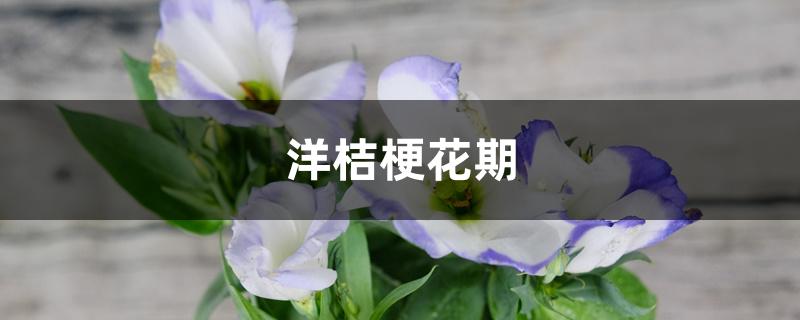 洋桔梗花期 洋桔梗花期