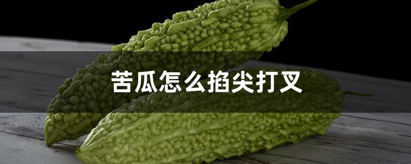 苦瓜怎么掐尖打叉 苦瓜怎么掐尖打叉