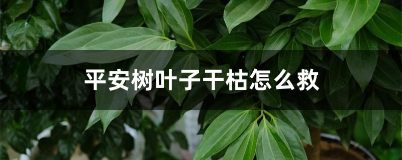 平安树叶子干枯怎么救 平安树叶子干枯怎么救