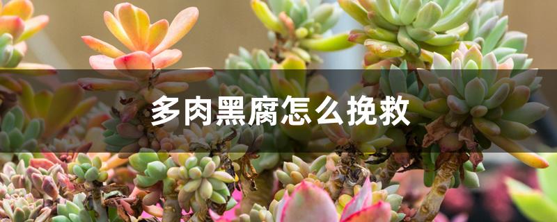 多肉黑腐怎么挽救 多肉黑腐怎么挽救