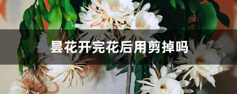 昙花开完花后用剪掉吗 昙花开完花后用剪掉吗