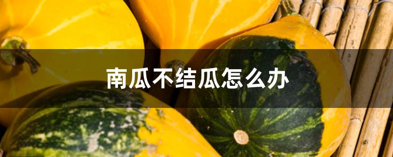 南瓜不结瓜怎么办 南瓜不结瓜怎么办