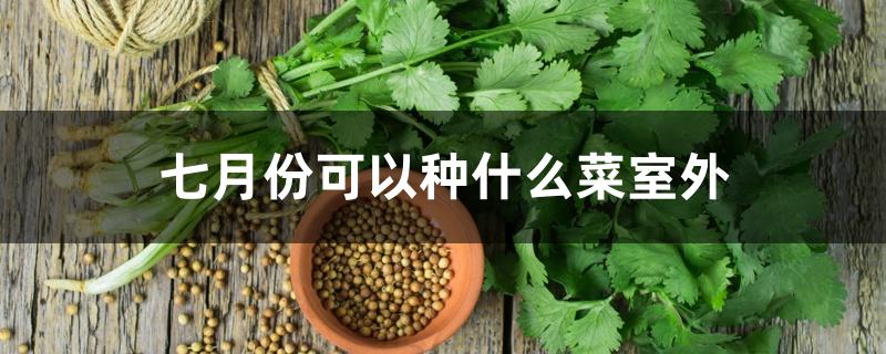 七月份可以种什么菜室外