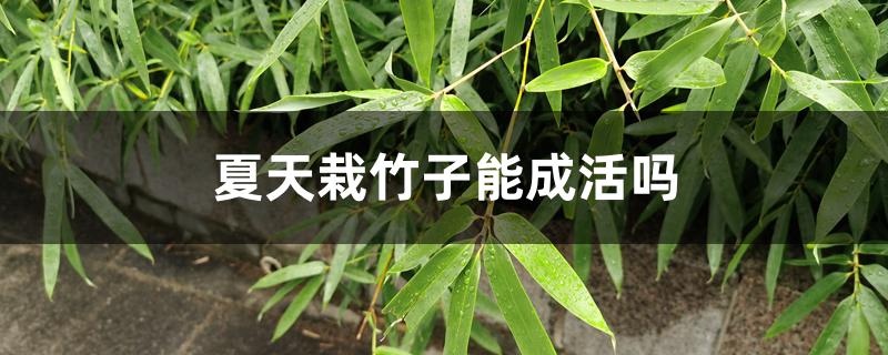 夏天栽竹子能成活吗 夏天栽竹子能成活吗