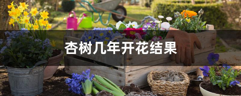 杏树几年开花结果 杏树几年开花结果