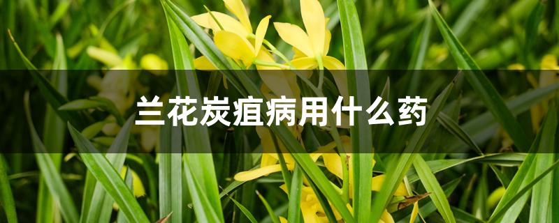 兰花炭疽病用什么药 兰花炭疽病用什么药
