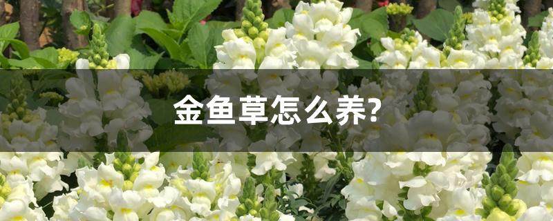 金鱼草怎么养? 金鱼草怎么养?