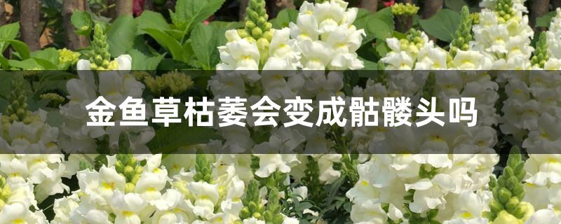 金鱼草枯萎会变成骷髅头吗 金鱼草枯萎会变成骷髅头吗