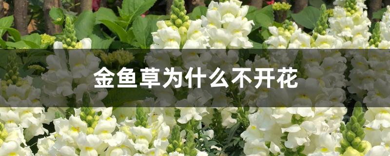 金鱼草为什么不开花 金鱼草为什么不开花