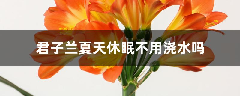 君子兰夏天休眠不用浇水吗 君子兰夏天休眠不用浇水吗