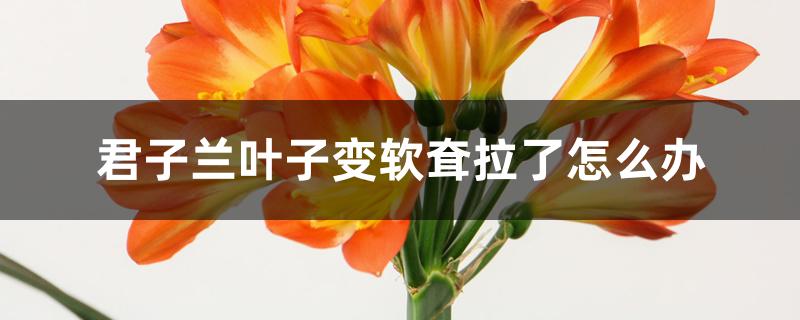 君子兰叶子变软耷拉了怎么办 君子兰叶子变软耷拉了怎么办