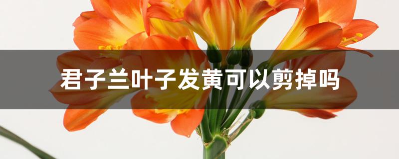 君子兰叶子发黄可以剪掉吗 君子兰叶子发黄可以剪掉吗
