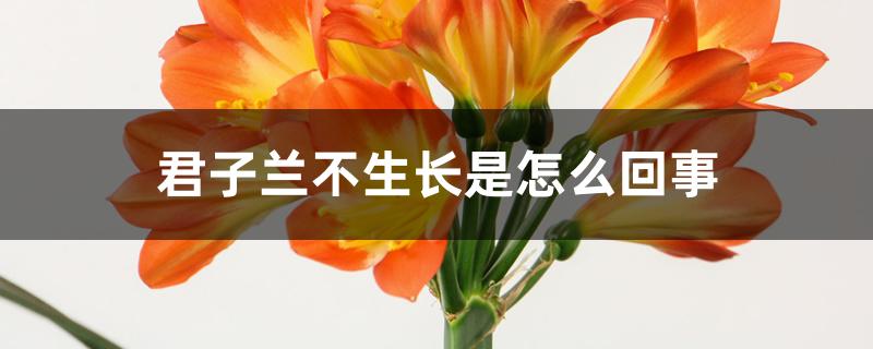 君子兰不生长是怎么回事 君子兰不生长是怎么回事