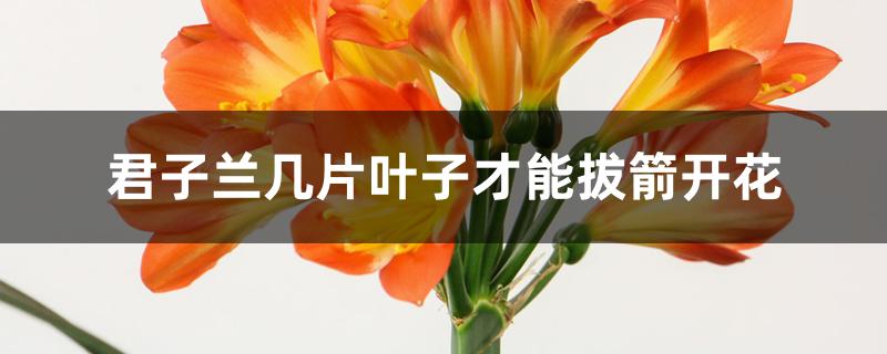 君子兰几片叶子才能拔箭开花 君子兰几片叶子才能拔箭开花