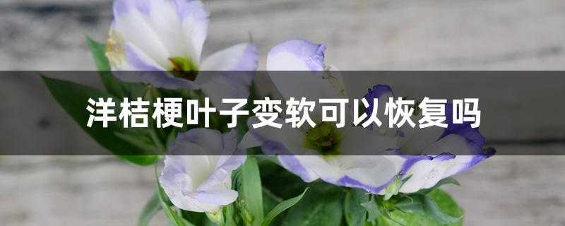 洋桔梗叶子变软可以恢复吗 洋桔梗叶子变软可以恢复吗