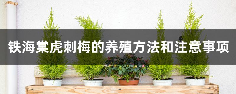 铁海棠虎刺梅的养殖方法和注意事项 铁海棠虎刺梅的养殖方法和注意事项