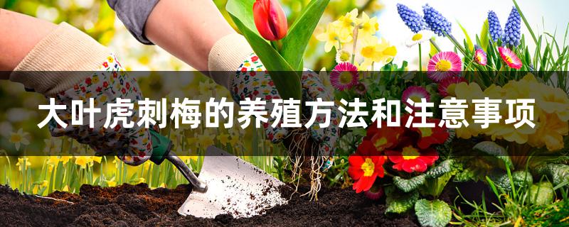 大叶虎刺梅的养殖方法和注意事项 大叶虎刺梅的养殖方法和注意事项