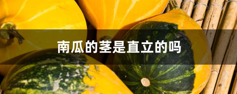 南瓜的茎是直立的吗 南瓜的茎是直立的吗