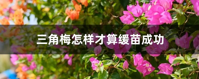 三角梅怎样才算缓苗成功 三角梅怎样才算缓苗成功