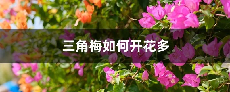 三角梅如何开花多 三角梅如何开花多