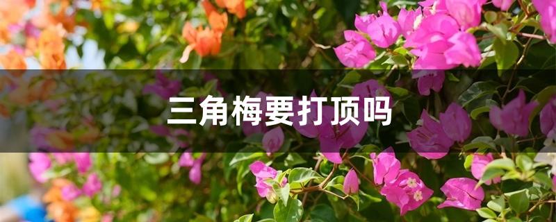 三角梅要打顶吗 三角梅要打顶吗