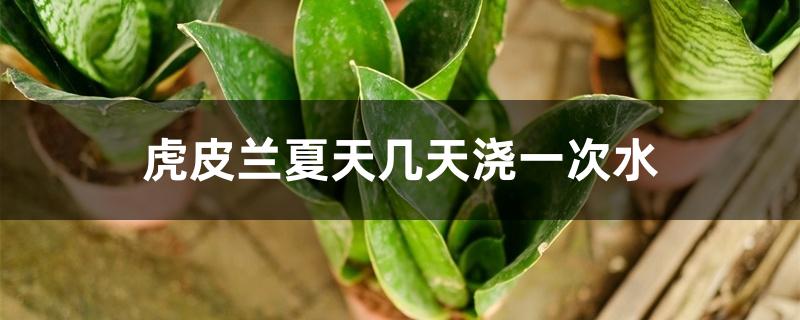 虎皮兰夏天几天浇一次水 虎皮兰夏天几天浇一次水
