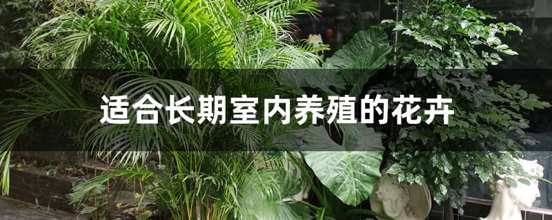 适合长期室内养殖的花卉 适合长期室内养殖的花卉