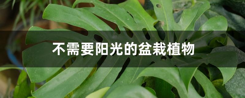 完全不用晒太阳的植物有哪些