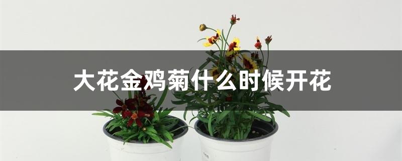 大花金鸡菊什么时候开花 大花金鸡菊什么时候开花