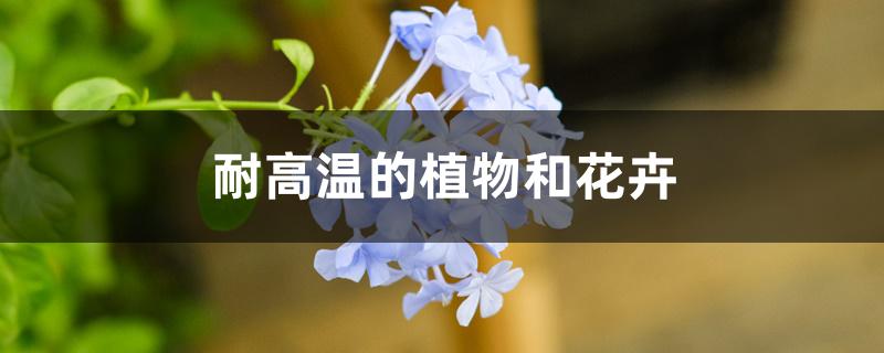耐高温的花卉有哪些