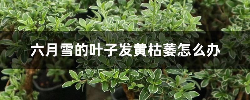 六月雪的叶子发黄枯萎怎么办，什么原因导致的