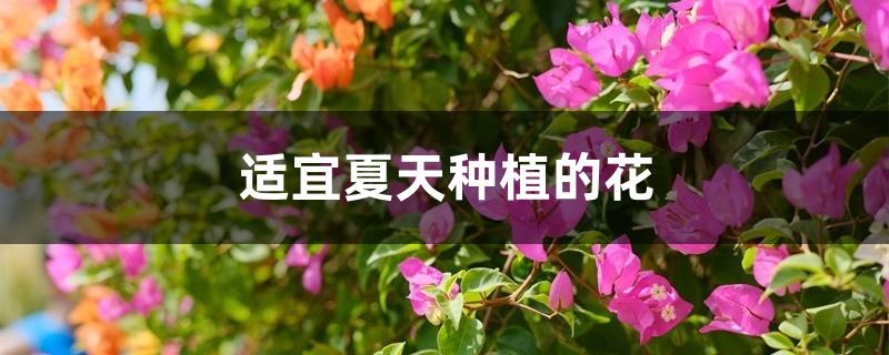 适宜夏天种植的花 适宜夏天种植的花