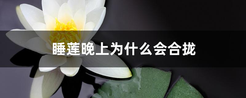 睡莲晚上为什么会合拢 睡莲晚上为什么会合拢