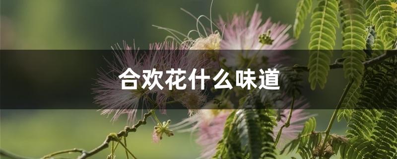 合欢花什么味道 合欢花什么味道