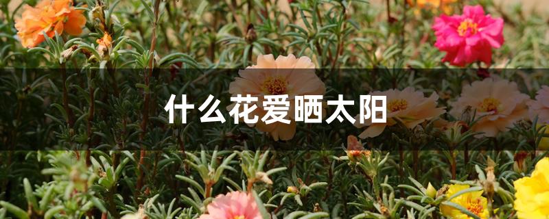 什么花爱晒太阳 什么花爱晒太阳