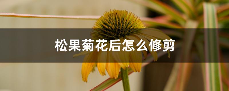 松果菊花后怎么修剪 松果菊花后怎么修剪