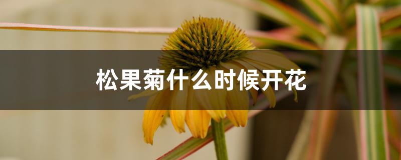 松果菊什么时候开花 松果菊什么时候开花