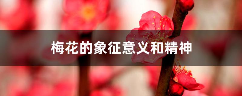 梅花的象征意义和精神 梅花的象征意义和精神