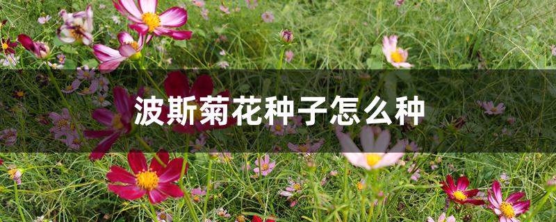 波斯菊花种子怎么种 波斯菊花种子怎么种