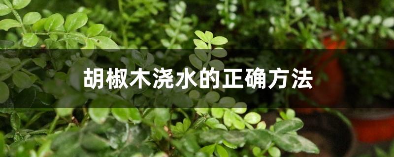 胡椒木浇水的正确方法 胡椒木浇水的正确方法