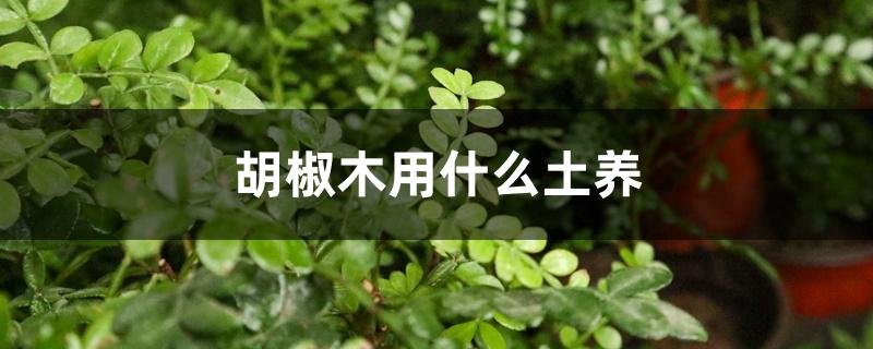 胡椒木用什么土养