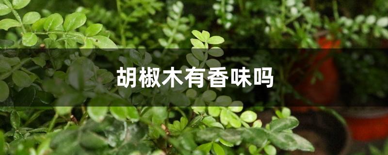 胡椒木有香味吗 胡椒木有香味吗