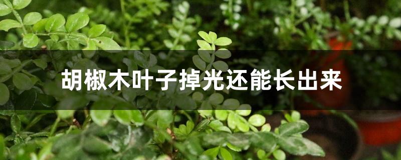 胡椒木叶子掉光还能长出来
