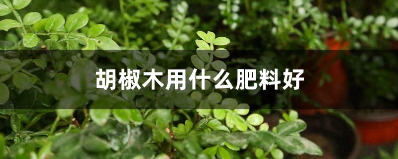 胡椒木用什么肥料好 胡椒木用什么肥料好